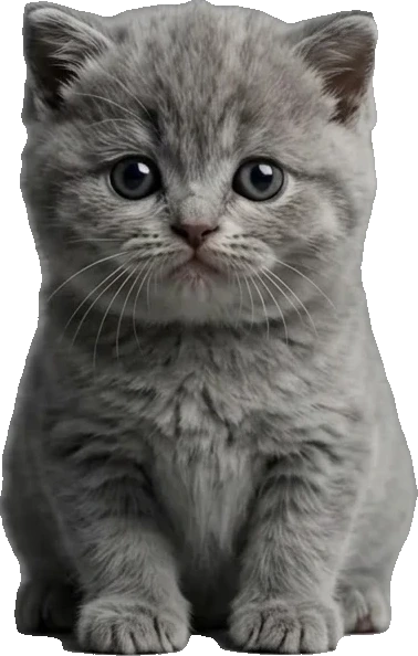 相談ねこ ブリティッシュショートヘア