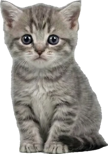 相談ねこ マンチカン