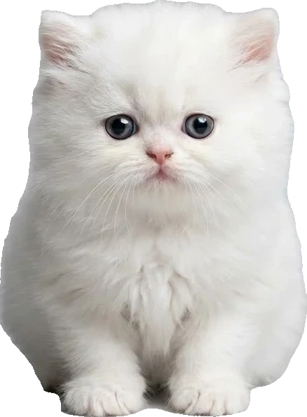 相談ねこ ペルシャ