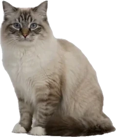 相談ねこ ラグドール