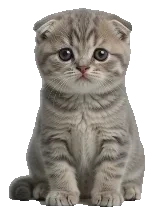 ペットニャンテラー 相談ねこ スコティッシュフォールド